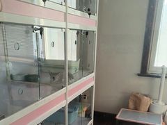 -Bastet sally猫舍购宠(静安店)