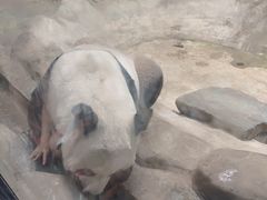 -栾川竹海野生动物园