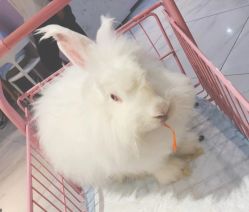 -Moni星球萌宠·小马宝莉·灵蛇·高端高阶全萌宠互动体验俱乐部(红豆国际广场店)
