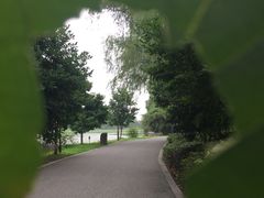 -荷塘月色湿地公园·向阳花洲