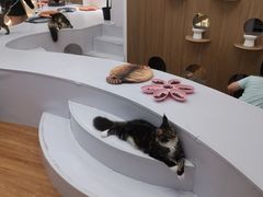 -COLOR PETS 撸猫馆·购猫·猫咖(长风大悦城店)