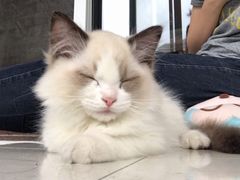 -袖虎·猫馆(体育西路店)