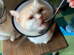 -猫猫幼稚园·撸猫·桌游·电玩