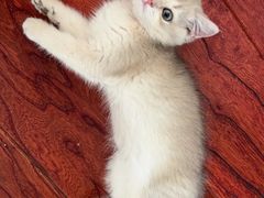 -欣宠猫屋·矮脚拿破仑·蓝金金渐层