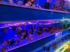 -曲阳花鸟市场(曲阳路店)