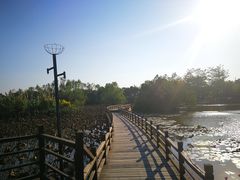 -大湾区中央湿地公园