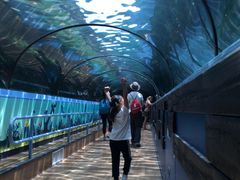 -悉尼海洋生物水族馆