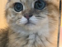 -momokira米努特·德文卷毛猫·棉花面纱犬