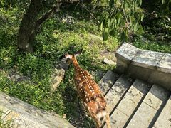 -大连森林动物园