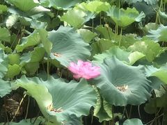 -绍兴鉴湖君澜大酒店
