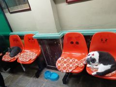 -猫咪博物馆(顶澳仔猫街店)