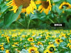 -丹樱生态园