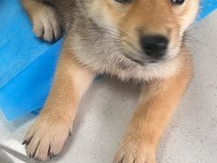-瑞鹏宠物医院犬猫全科(真大分院)