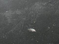 -哈尔滨大剧院