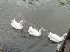 -鹅湖玫瑰文化园