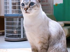 -藏猫猫咖啡主题馆(中央大道店)