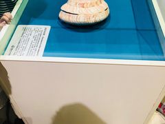 -青岛贝壳博物馆