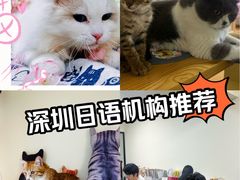 -猫音日语留学培训
