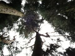 -武陵山森林公园