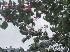 -樱桃山旅游景区