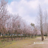 🌸樱花都开好了🌸