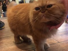 -more than meow吴止猫主题餐厅(承德 中船汇店)