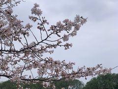 -高东镇樱花园