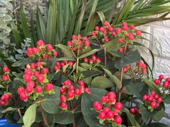 -雪蔓之鲜花气球派对(家佳源时代中心店)