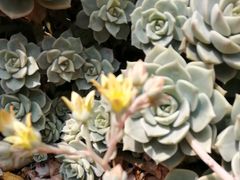和顺杨大爹稀豆粉-杨大爹稀豆粉私房菜