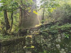 -天目山大树王景区