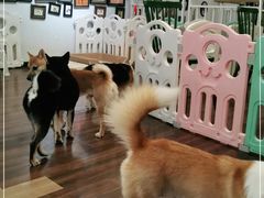 -柯斗斗主题餐厅·狗咖·围炉煮茶·茶饮(国瑞升平里店)