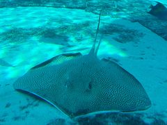 -迪拜水族馆及水下动物园