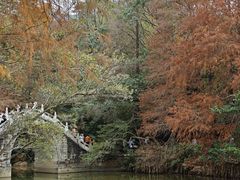 -深圳仙湖植物园
