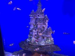 -海合安武汉极地海洋公园