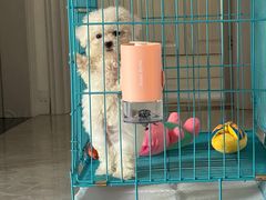 -翊宠yipet猫狗购宠庄园犬舍•猫舍