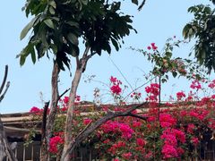 -光明刘冰乳鸽店(光明法政北路店)