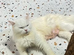 -毛绒耶耶撸宠馆·猫咖·狗咖·荷兰猪咖