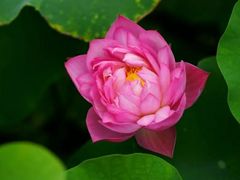 -石家庄市植物园