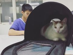 -伟伟宠物医院·CT影像中心·瑞派犬猫综合性门诊(汉口总院)