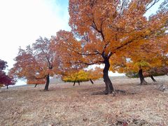 -五角枫生态旅游景区
