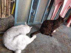 -喵屿·大理花园猫咖