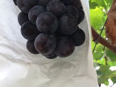 -马陆小张葡萄园农家乐