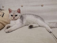 -lincat·猫舍(广州店)