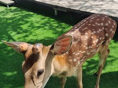 -北京鹿世界主题园