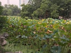 -莲湖公园