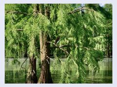 -池杉湖湿地公园