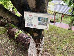 -广州神农草堂中医药博物馆