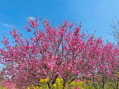 -南汇桃花村