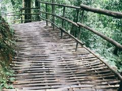 -西双版纳原始森林公园
