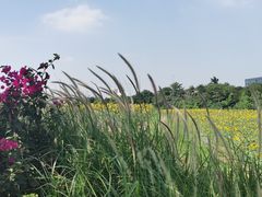 -光明小镇欢乐田园